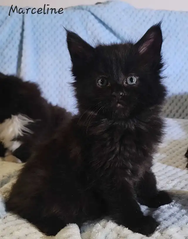 Mainecoon Kittens for Sale - Photo 3