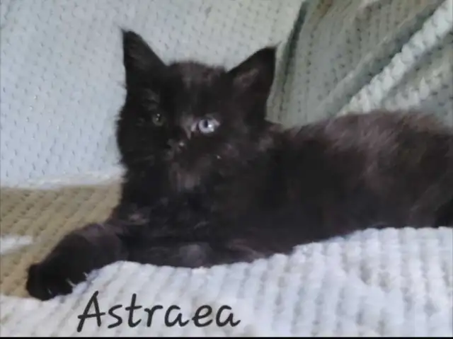 Mainecoon Kittens for Sale - Photo 4