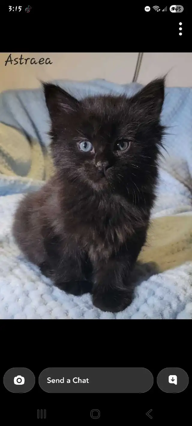 Mainecoon Kittens for Sale - Photo 5