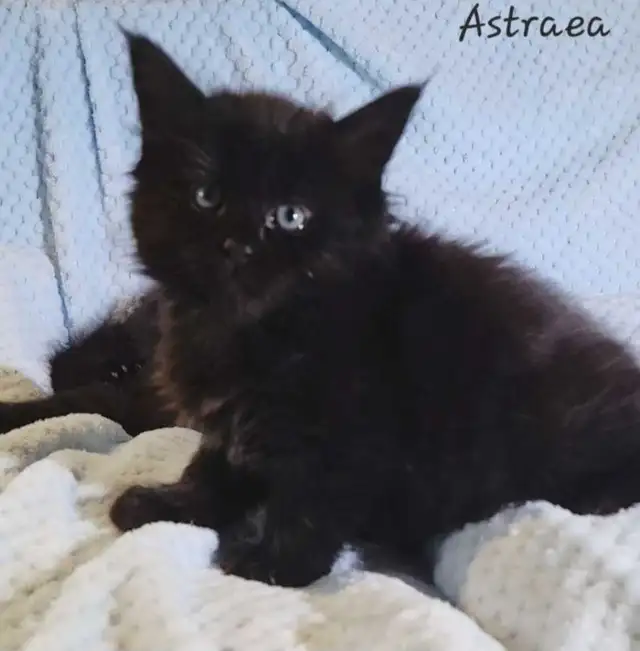 Mainecoon Kittens for Sale - Photo 6