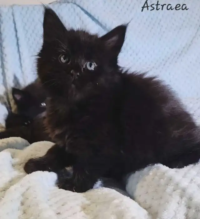 Mainecoon Kittens for Sale - Photo 8