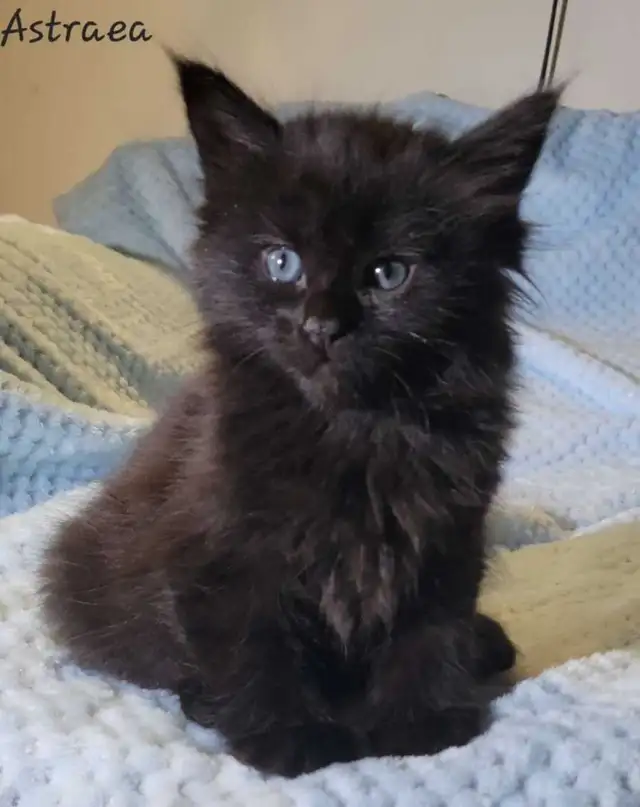 Mainecoon Kittens for Sale - Photo 9