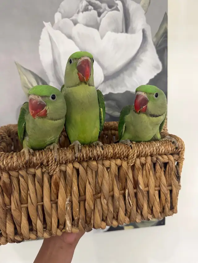 Baby Alexandrines - Photo 2