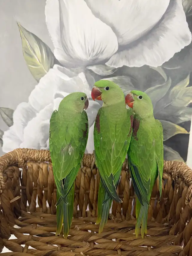 Baby Alexandrines - Photo 3