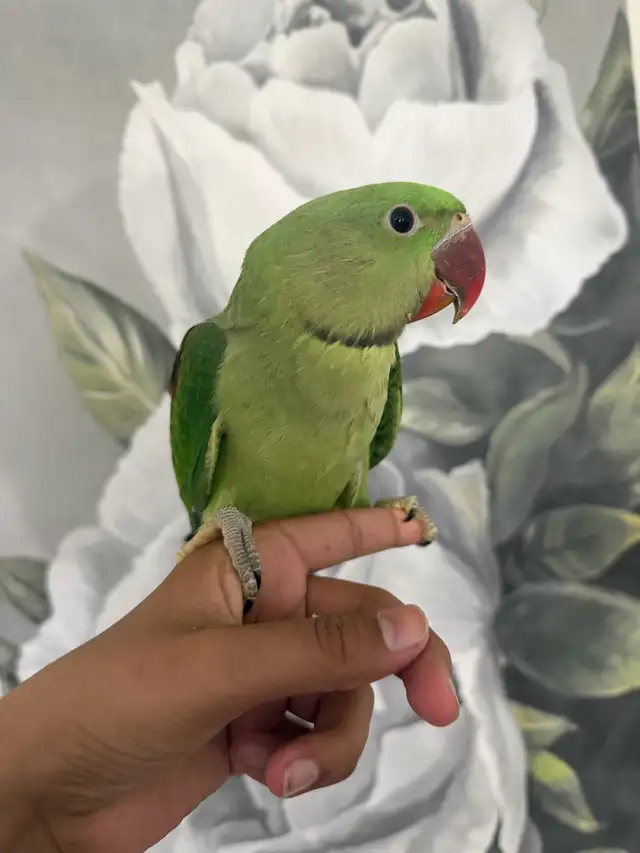 Baby Alexandrines - Photo 4