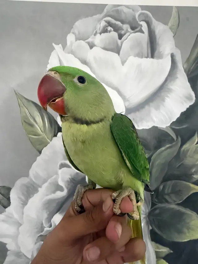 Baby Alexandrines - Photo 6