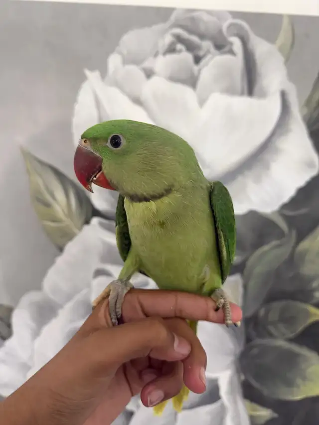 Baby Alexandrines - Photo 7