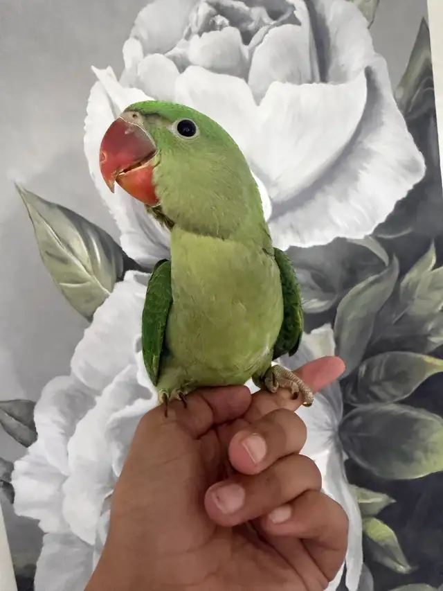 Baby Alexandrines - Photo 8