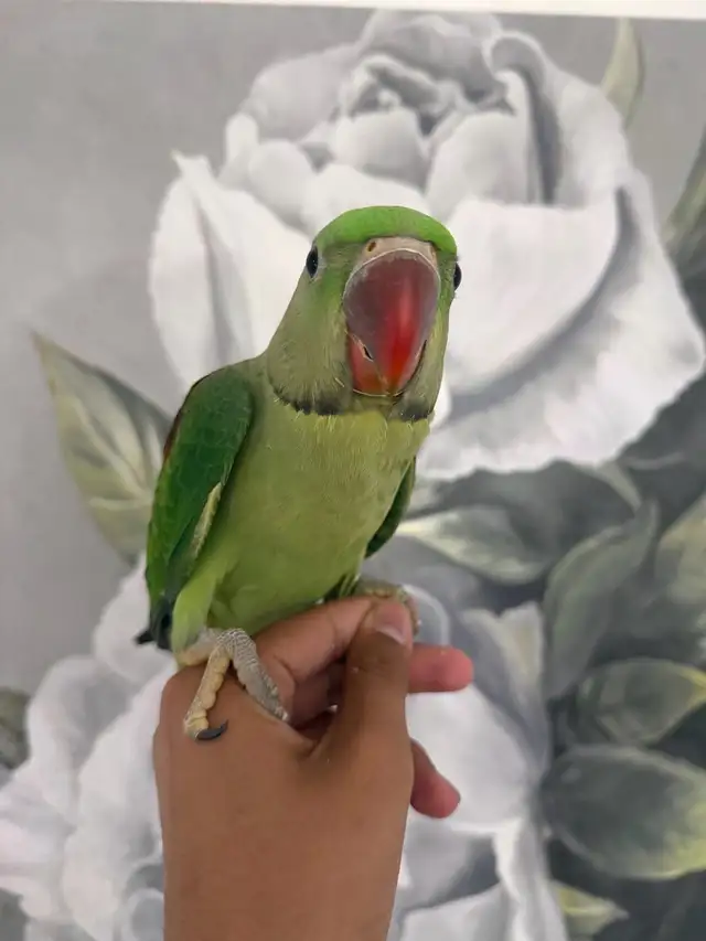 Baby Alexandrines - Photo 9