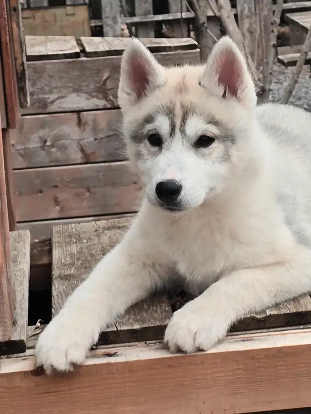 Husky Sibérien enregistré