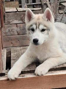 Husky Sibérien enregistré