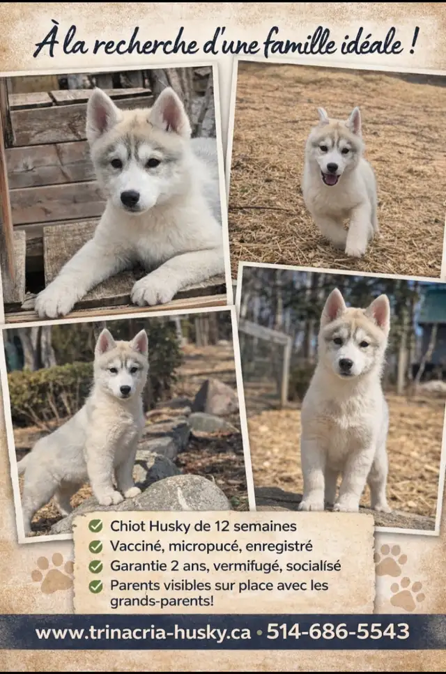 Husky Sibérien enregistré - Photo 2