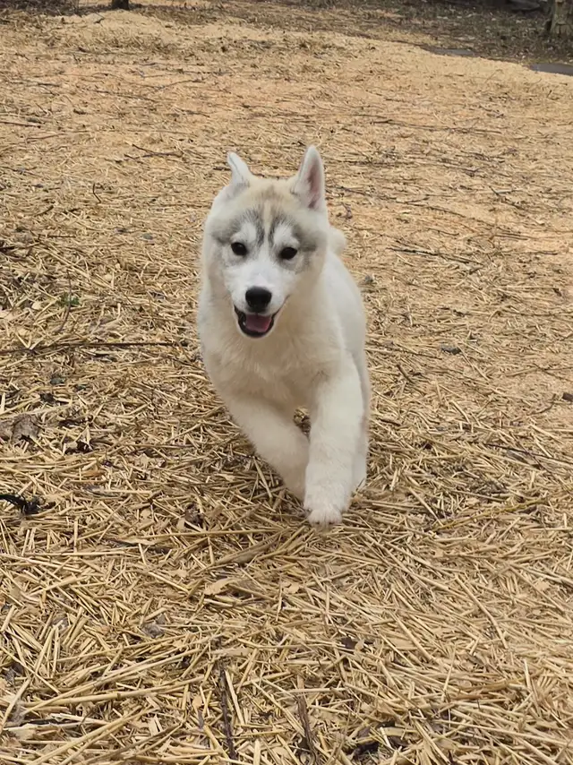 Husky Sibérien enregistré - Photo 3