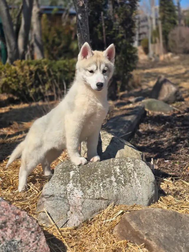 Husky Sibérien enregistré - Photo 4