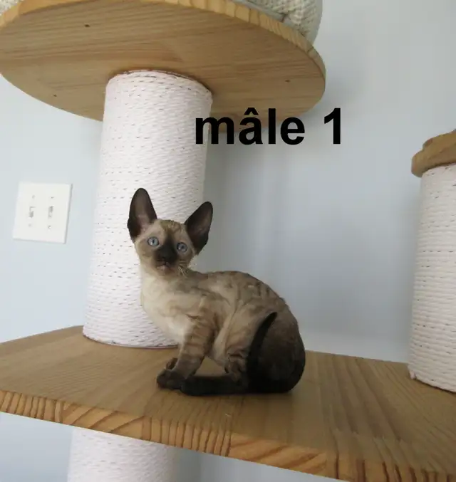 ❤️rex cornish ❤️vermifugé, micropucé❤️