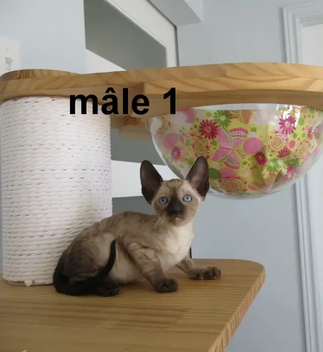 ❤️rex cornish ❤️vermifugé, micropucé❤️ - Photo 2