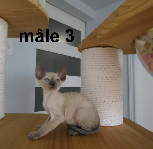 ❤️rex cornish ❤️vermifugé, micropucé❤️ - Photo 3