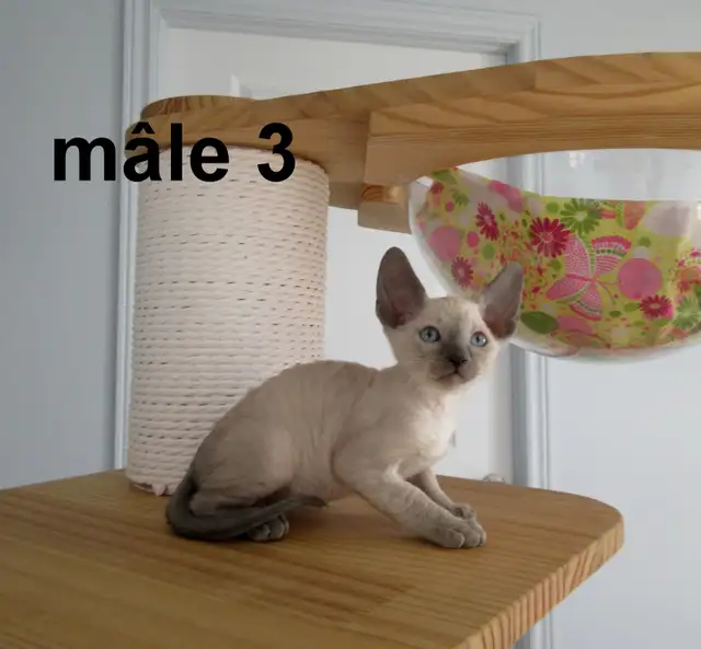 ❤️rex cornish ❤️vermifugé, micropucé❤️ - Photo 4