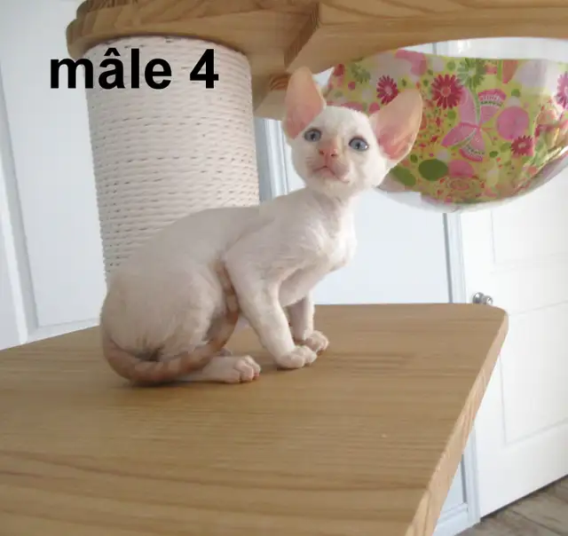 ❤️rex cornish ❤️vermifugé, micropucé❤️ - Photo 5