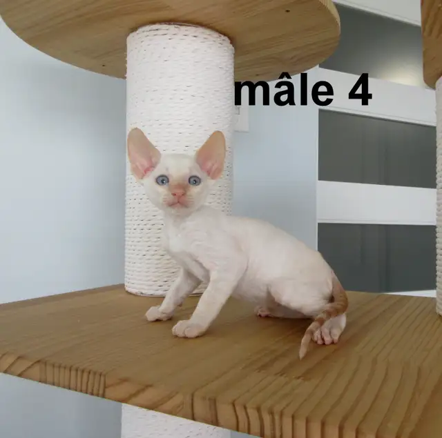 ❤️rex cornish ❤️vermifugé, micropucé❤️ - Photo 6