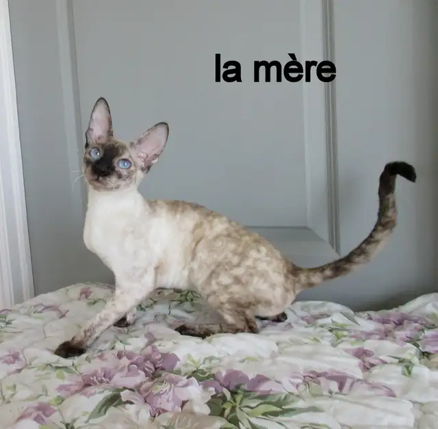 ❤️rex cornish ❤️vermifugé, micropucé❤️ - Photo 7