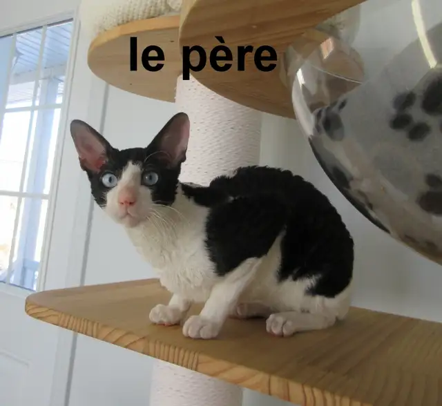 ❤️rex cornish ❤️vermifugé, micropucé❤️ - Photo 8