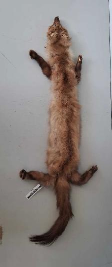 31' Marten Hide (31649504)