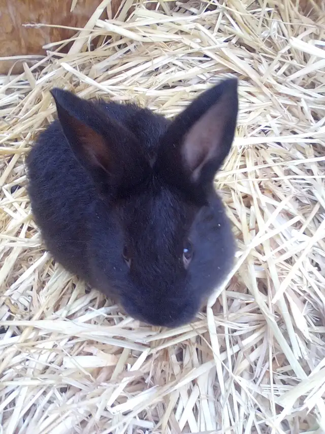 Pure Silver Fox rabbits for sale!