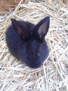 Pure Silver Fox rabbits for sale!