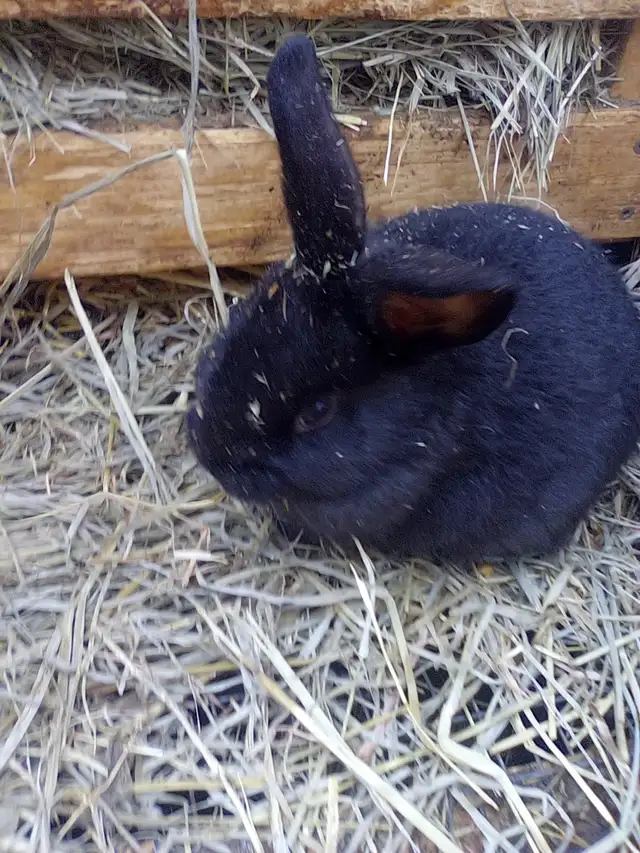 Pure Silver Fox rabbits for sale! - Photo 2