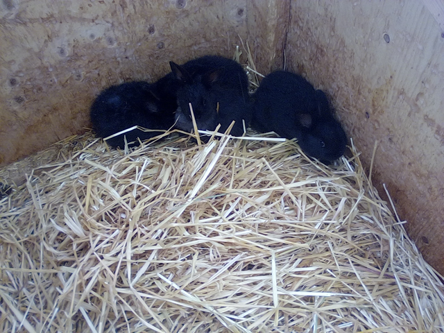 Pure Silver Fox rabbits for sale! - Photo 3