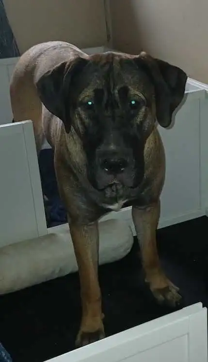 puppies expected Early May - for rehoming July