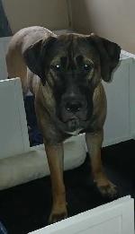 puppies expected Early May - for rehoming July