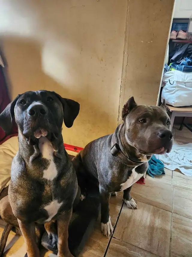 puppies expected Early May - for rehoming July - Photo 2