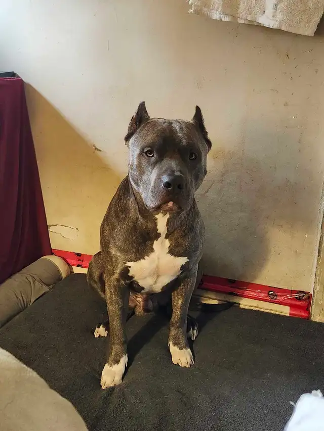 puppies expected Early May - for rehoming July - Photo 3