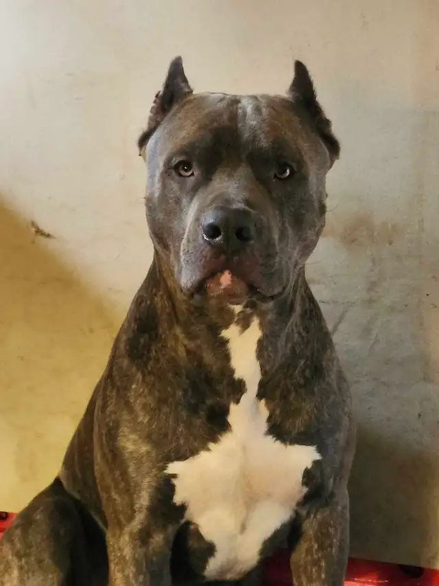 puppies expected Early May - for rehoming July - Photo 4