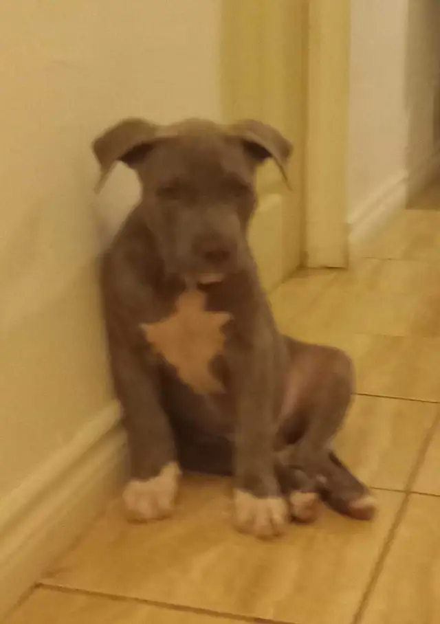 puppies expected Early May - for rehoming July - Photo 5