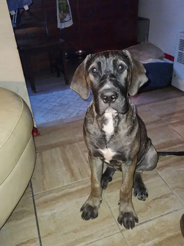 puppies expected Early May - for rehoming July - Photo 6