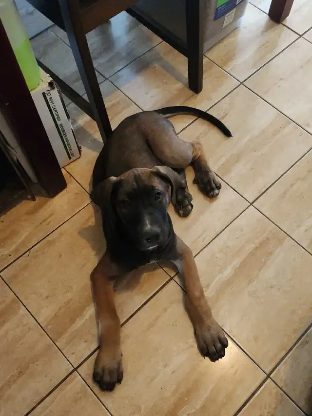 puppies expected Early May - for rehoming July - Photo 7