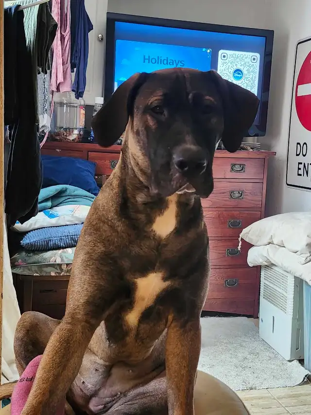 puppies expected Early May - for rehoming July - Photo 8