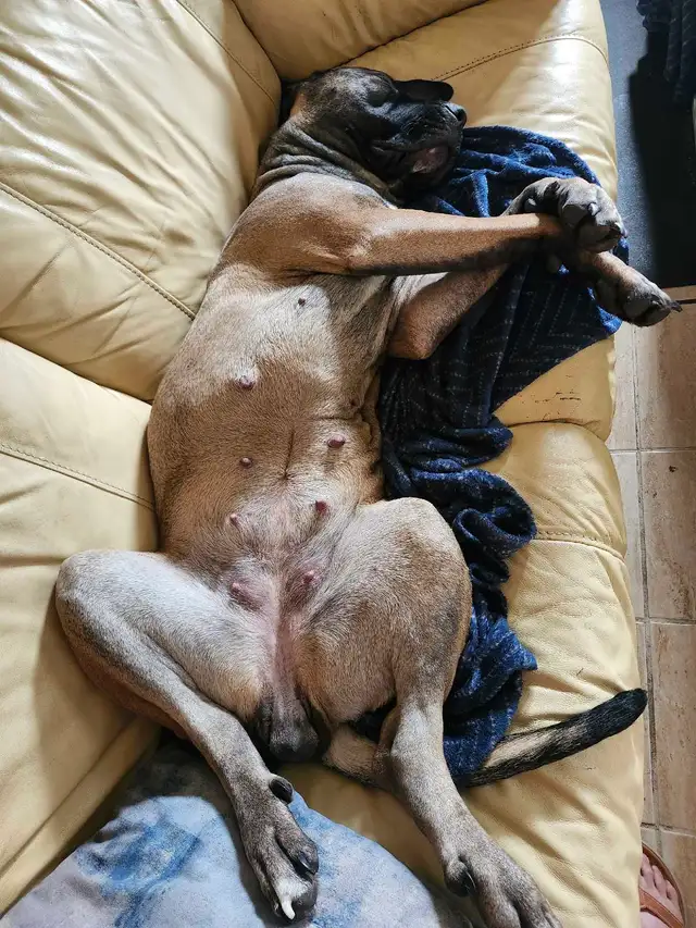 puppies expected Early May - for rehoming July - Photo 9