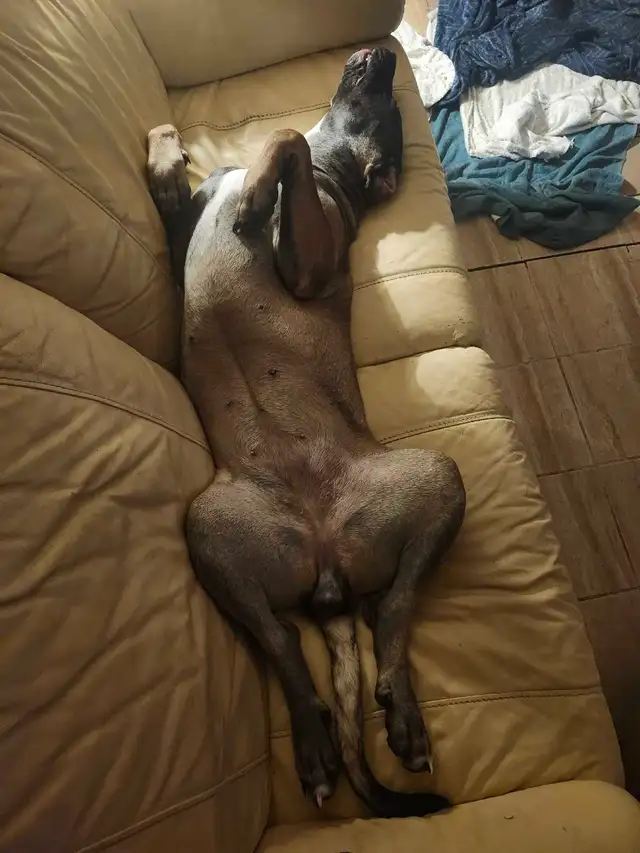 puppies expected Early May - for rehoming July - Photo 10