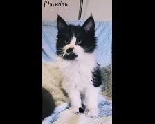 Maine Coon Kittens XL ready for forever homes!