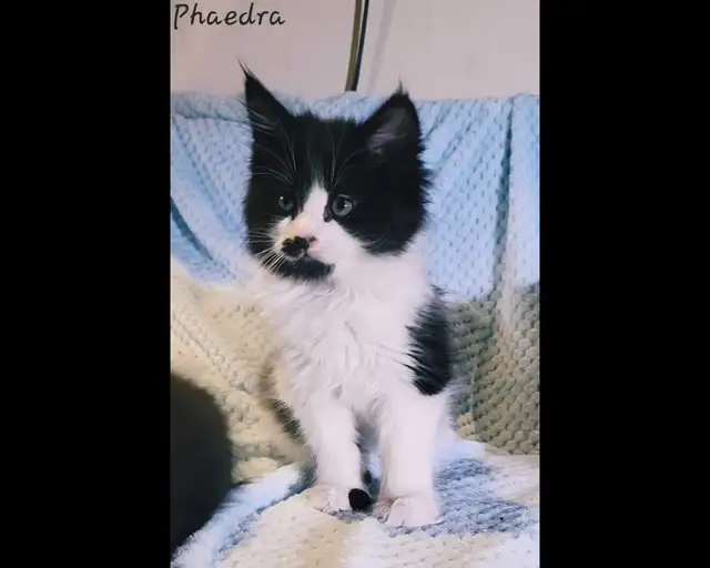 Maine Coon Kittens XL ready for forever homes! - Photo 2