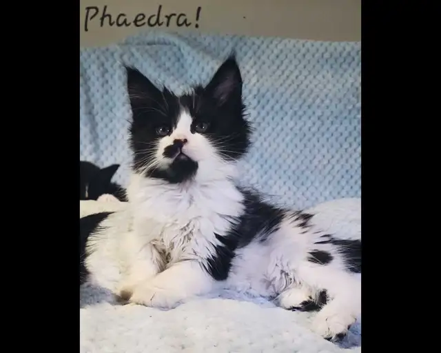 Maine Coon Kittens XL ready for forever homes! - Photo 3