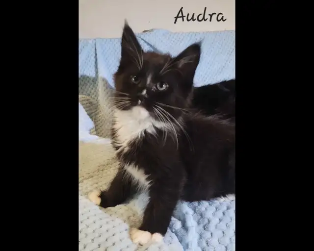 Maine Coon Kittens XL ready for forever homes! - Photo 4