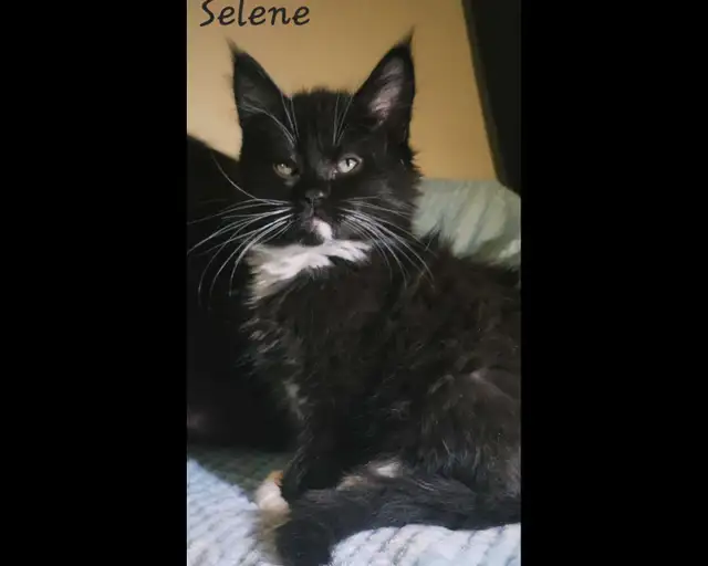 Maine Coon Kittens XL ready for forever homes! - Photo 8