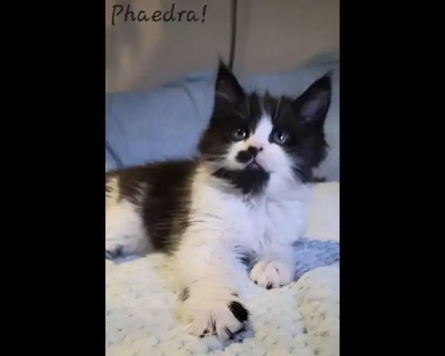 Maine Coon Kittens XL ready for forever homes! - Photo 10