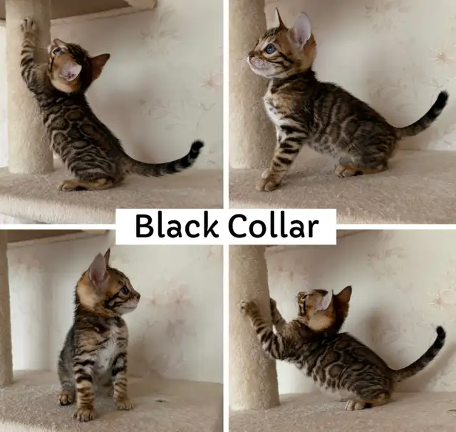 TICA Registered Bengal Kittens - Photo 2