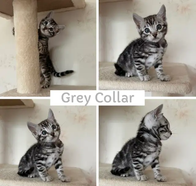 TICA Registered Bengal Kittens - Photo 6